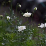 Poppy 'Swansdown'