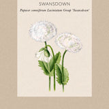 Poppy 'Swansdown'