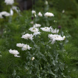 Poppy 'Swansdown'