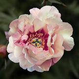 Peony (Itoh) 'Berry Berry Fine' – Bare Root