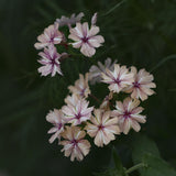 Annual Phlox 'Crème Brûlée'