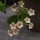 Annual Phlox 'Crème Brûlée'