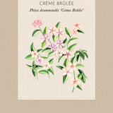 Annual Phlox 'Crème Brûlée'