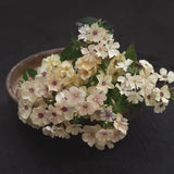 Annual Phlox 'Crème Brûlée'