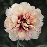 Peony  (Itoh) 'All That Jazz'  – Bare Root