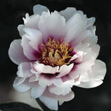 Peony (Itoh) 'Cora Louise' – Bare Root