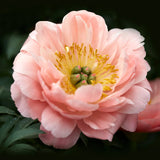 Peony 'Coral Charm'  – Bare Root