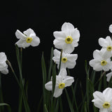 Daffodil 'Polar Ice'