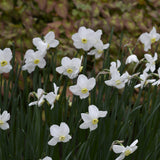 Daffodil 'Polar Ice'