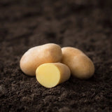Potatis Timo 1 kg