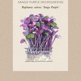 Radish 'Sango Purple'