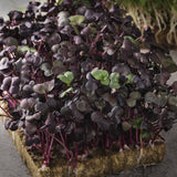 Radish 'Sango Purple'