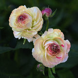 Ranunculus Romance Hydra®