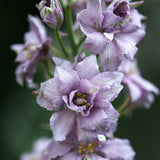 Lark Spur 'Misty Lavender'