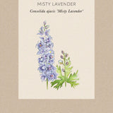 Lark Spur 'Misty Lavender'