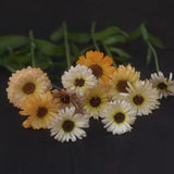 Marigold 'Ivory Princess'