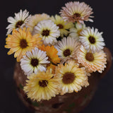 Marigold 'Ivory Princess'
