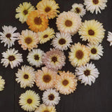 Marigold 'Ivory Princess'