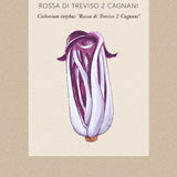 Radicchio 'Cagnani'