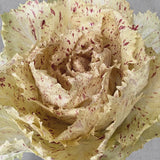 Radicchio 'Variegato di Castelfranco'