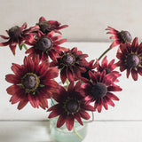 Black Eyed Susan 'Cherry Brandy'