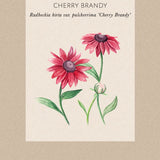 Black Eyed Susan 'Cherry Brandy'