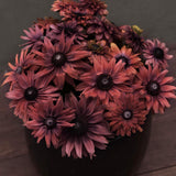 Black Eyed Susan 'Cherry Brandy'