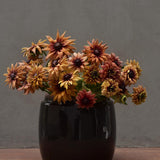 Black Eyed Susan 'Sahara'
