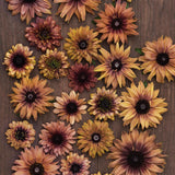 Black Eyed Susan 'Sahara'