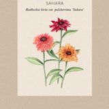 Black Eyed Susan 'Sahara'