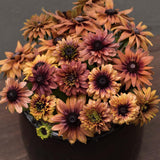 Black Eyed Susan 'Sahara'