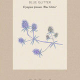 Flat Sea Holly 'Blue Glitter'