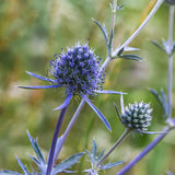 Flat Sea Holly 'Blue Glitter'