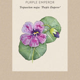 Nasturium 'Purple Emperor'
