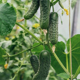 Snack Cucumber 'Kaikura' F1
