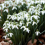 Snowdrop