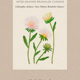 China Aster 'Aster Valkyrie Brunhilde Chamois'