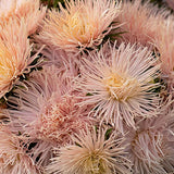 China Aster 'Aster Valkyrie Brunhilde Chamois'
