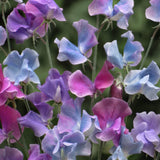 Sweet Pea 'Blue Shift'