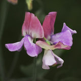 Sweet Pea 'Enchante'
