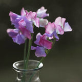 Sweet Pea 'Enchante'