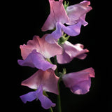 Sweet Pea 'Enchante'