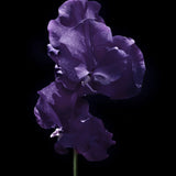Sweet Pea 'Joyce Stanton'