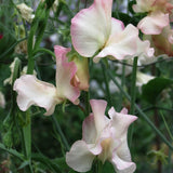 Sweet Pea 'Monarch's Diamond'