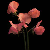 Sweet Pea 'Prince of Orange'
