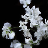 Sweet Pea 'Spring Sunshine White'