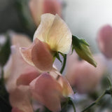 Sweet Pea 'Spring Sunshine Champagne'