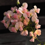 Sweet Pea 'Spring Sunshine Champagne'