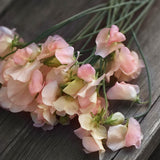 Sweet Pea 'Spring Sunshine Champagne'