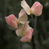 Sweet Pea 'Spring Sunshine Champagne'